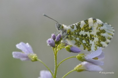 _DSC2996 Macro de Doort