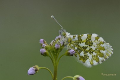 db_DSC3010 Macro de Doort