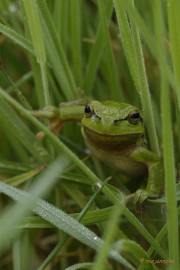 db_DSC3076 Macro de Doort