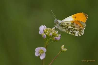 db_DSC3100 Macro de Doort