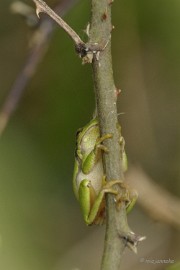 db_DSC3194 Macro de Doort