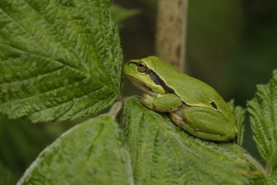 _DSC3199 Macro de Doort