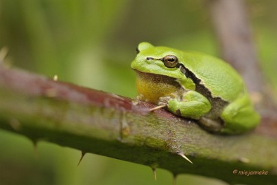 _DSC3213 Macro de Doort