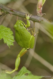 _DSC3229 Macro de Doort