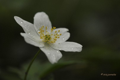 db_DSC3278 Macro de Doort