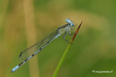_DSC4566 Macro met RB uit Almere