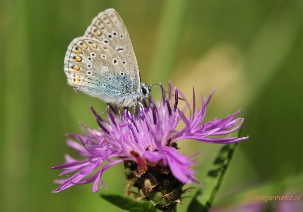 Limburg