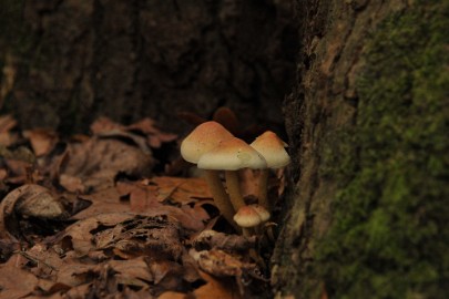 DSC_7984 Munnichsbos 2014