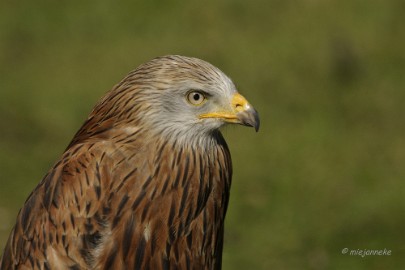 _DSC2524 Wildpark Maart