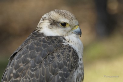 _DSC2530 Wildpark Maart