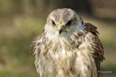 _DSC2532 Wildpark Maart