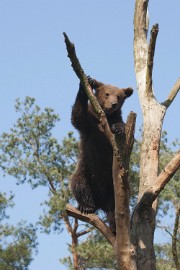 _DSC2554 Wildpark Maart