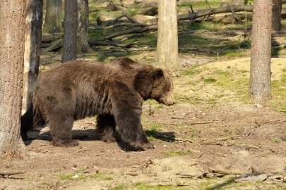 _DSC2557 Wildpark Maart