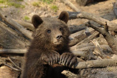 _DSC2567 Wildpark Maart