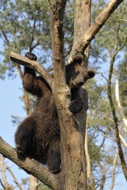 _DSC2569 Wildpark Maart