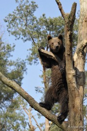 _DSC2576 Wildpark Maart