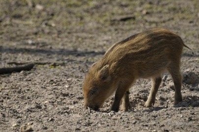 _DSC2588 Wildpark Maart