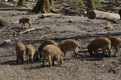 _DSC2592 Wildpark Maart