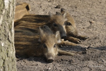 _DSC2603 Wildpark Maart