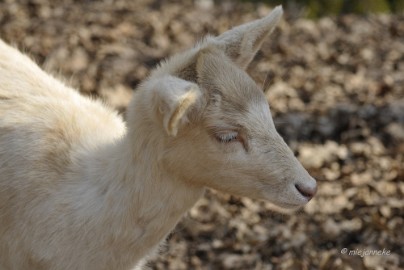 _DSC2617 Wildpark Maart