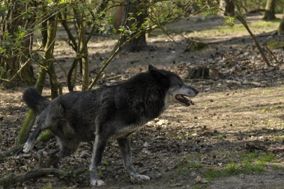 _DSC2622 Wildpark Maart