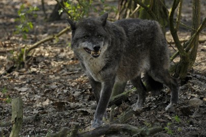 _DSC2649 Wildpark Maart