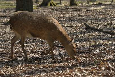 _DSC2704 Wildpark Maart