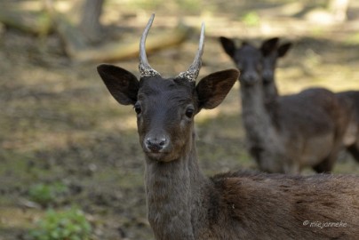 _DSC2705 Wildpark Maart