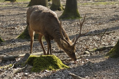 _DSC2721 Wildpark Maart