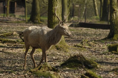 _DSC2726 Wildpark Maart