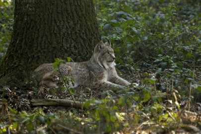 _DSC2748 Wildpark Maart