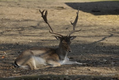 _DSC2757 Wildpark Maart