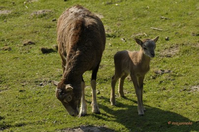 _DSC2771 Wildpark Maart