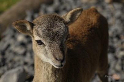 _DSC2772 Wildpark Maart